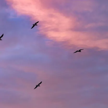 Zwergseeschwalbe - Ostsee At Its Best!