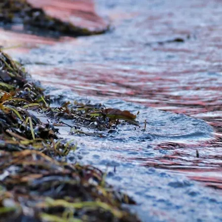 Zwergseeschwalbe - Ostsee At Its Best!