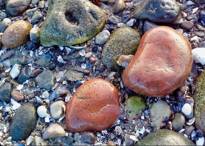 Zwergseeschwalbe - Ostsee At Its Best! * Schönberg in Holstein